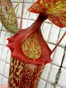 Nepenthes sibuyanensis x mixta 1